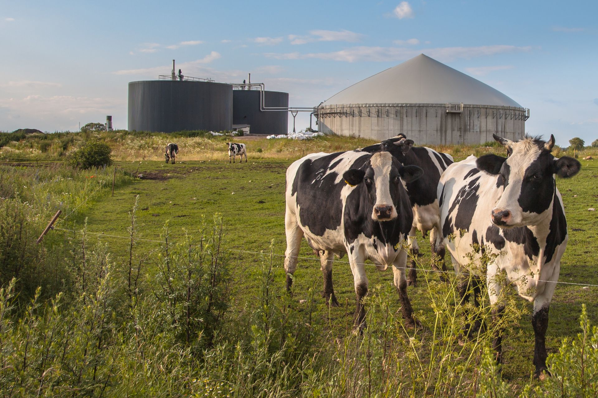 Mucche in un campo davanti ad un impianto biogas e ad una fattoria.