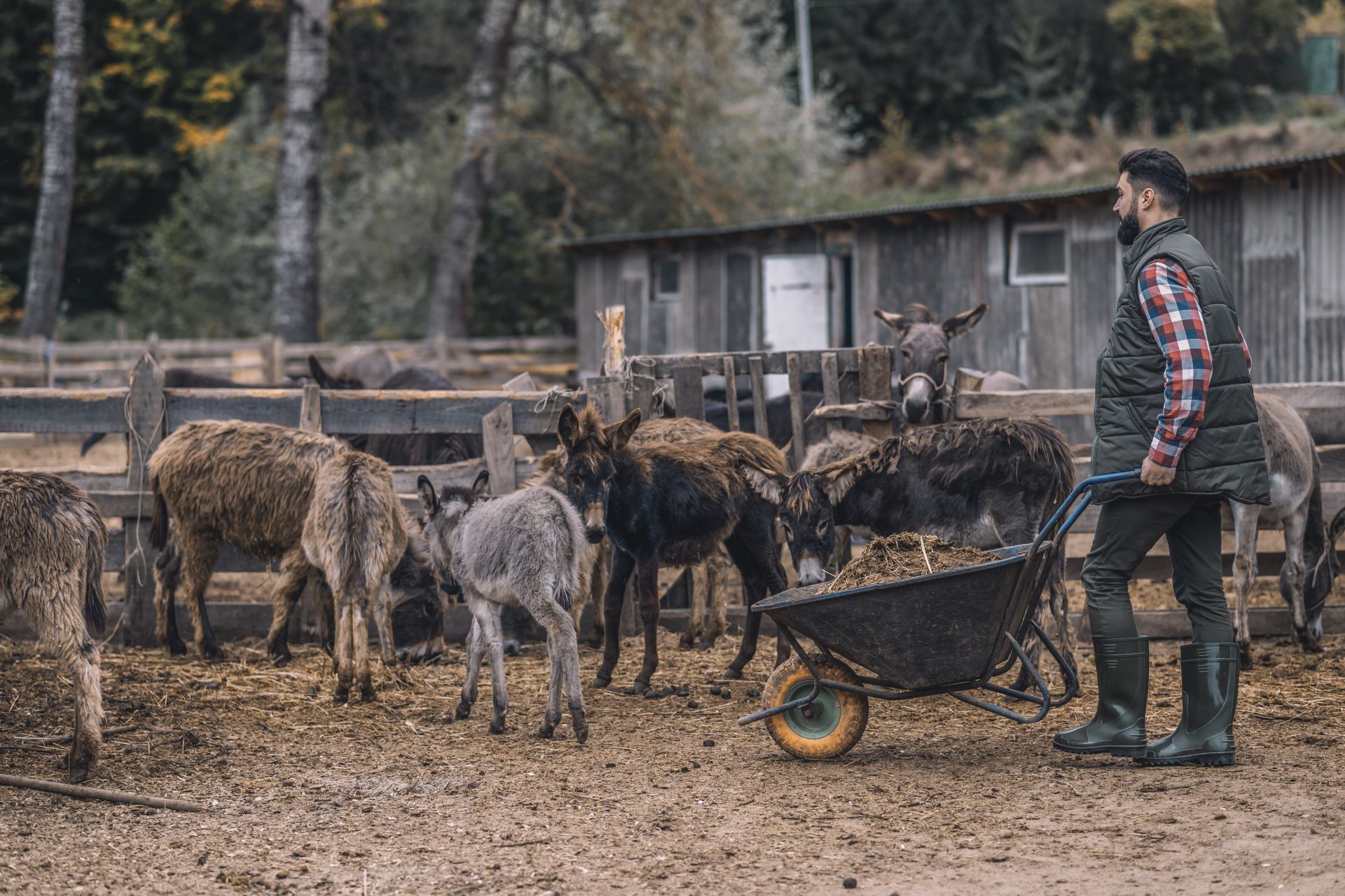 Allevatore con degli animali.